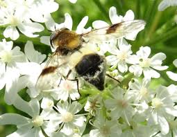 Attēlu rezultāti vaicājumam “Leucozona lucorum”