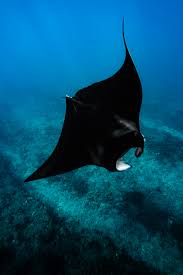 Image result for Mobula alfredi