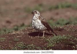 Attēlu rezultāti vaicājumam “Turdus viscivorus juvenile”