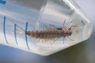 Attēlu rezultāti vaicājumam “Siphlonurus”