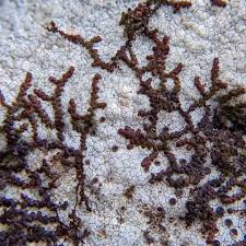 Attēlu rezultāti vaicājumam “Frullania fragilifolia”