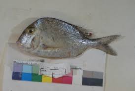 Image result for Calamus nodosus