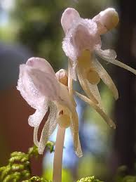 Attēlu rezultāti vaicājumam “Epipogium aphyllum flower”