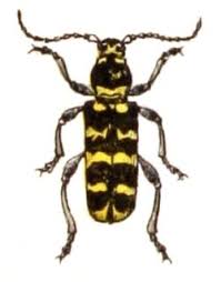 Attēlu rezultāti vaicājumam “Plagionotus detritus”