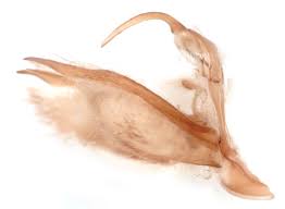 Attēlu rezultāti vaicājumam “Catarhoe rubidata”