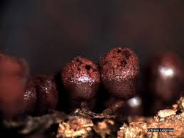 Attēlu rezultāti vaicājumam “Cribraria rubiginosa”