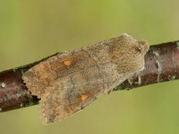 Attēlu rezultāti vaicājumam “Eupsilia transversa”