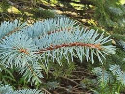 Attēlu rezultāti vaicājumam “Picea pungens”