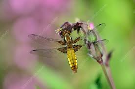 Attēlu rezultāti vaicājumam “Libellula depressa female”