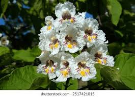 Attēlu rezultāti vaicājumam “Catalpa ovata flower”