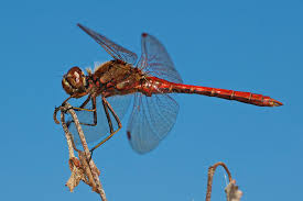 Attēlu rezultāti vaicājumam “Sympetrum vulgatum male”