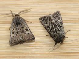 Attēlu rezultāti vaicājumam “Tholera decimalis male”