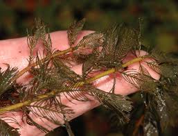 Attēlu rezultāti vaicājumam “Haloragaceae”