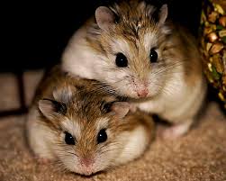 Afbeeldingsresultaat voor hamsters
