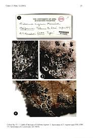 Attēlu rezultāti vaicājumam “Diderma chondrioderma spores”