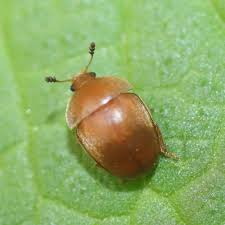 Attēlu rezultāti vaicājumam “Cychramus variegatus”