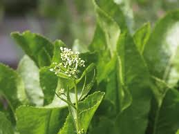 Attēlu rezultāti vaicājumam “Armoracia rusticana bud”