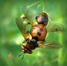 Attēlu rezultāti vaicājumam “Gymnosoma sp.”