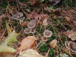 Attēlu rezultāti vaicājumam “Cantharellula umbonata”