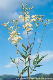 Attēlu rezultāti vaicājumam “Filipendula ulmaria”