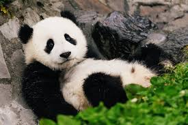 Image result for pandas