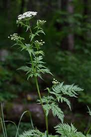 Attēlu rezultāti vaicājumam “Chaerophyllum aromaticum”