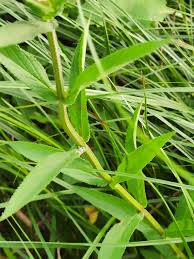 Attēlu rezultāti vaicājumam “Stachys palustris leaf”