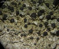 Attēlu rezultāti vaicājumam “Mycoblastus sanguinarius”