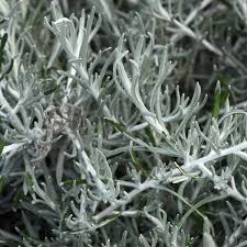 Image result for Helichrysum lindleyii