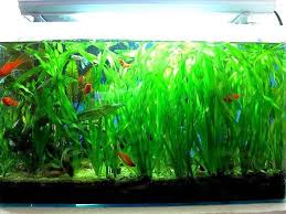 「扭蘭」的圖片搜尋結果