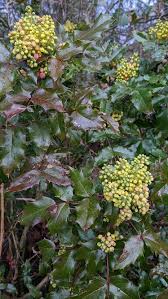 Attēlu rezultāti vaicājumam “Mahonia aquifolium”