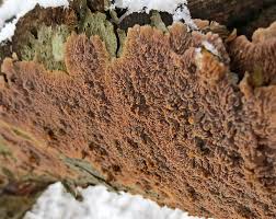 Attēlu rezultāti vaicājumam “Phlebia serialis”