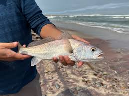 Image result for Argyrosomus inodorus