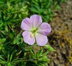 Image result for Geranium `Sandrine`
