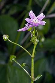 Attēlu rezultāti vaicājumam “Claytonia sibirica”