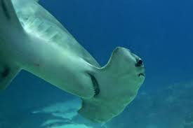 Image result for Sphyrna media