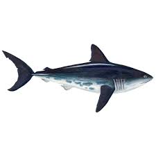 Image result for Lamna ditropis