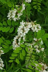 Attēlu rezultāti vaicājumam “Robinia pseudoacacia”