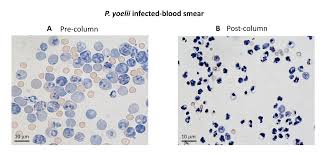 Attēlu rezultāti vaicājumam “Reticularia lobata plasmodium”
