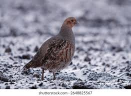 Attēlu rezultāti vaicājumam “Perdix perdix adult”