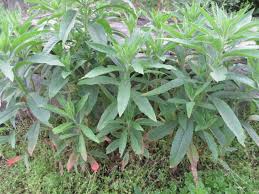 Attēlu rezultāti vaicājumam “Oenothera biennis fruit”