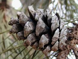 Attēlu rezultāti vaicājumam “Pinus ponderosa fruit”