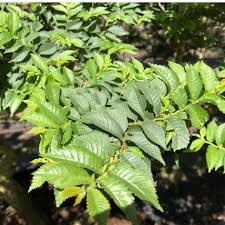 Attēlu rezultāti vaicājumam “Ulmus x hollandica leaf”