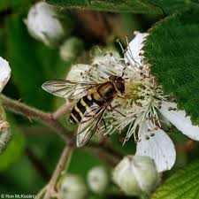 Attēlu rezultāti vaicājumam “Syrphus torvus”