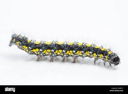 Attēlu rezultāti vaicājumam “Callimorpha dominula larva”