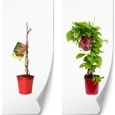 Attēlu rezultāti vaicājumam “Schisandra chinensis flower”