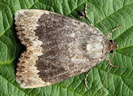 Attēlu rezultāti vaicājumam “Amphipyra perflua”