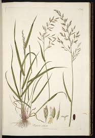 Attēlu rezultāti vaicājumam “Festuca altissima”