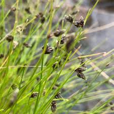 Attēlu rezultāti vaicājumam “Schoenus ferrugineus bud”