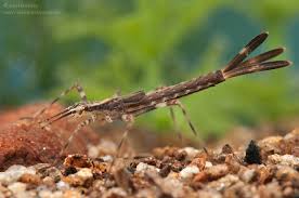 Attēlu rezultāti vaicājumam “Calopterygidae”